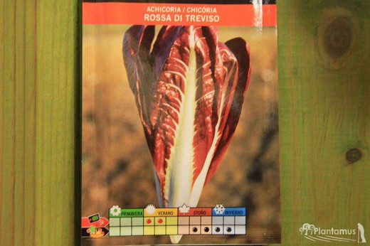 Semence horticole de chicorée Rossa di Treviso, Chicoria
