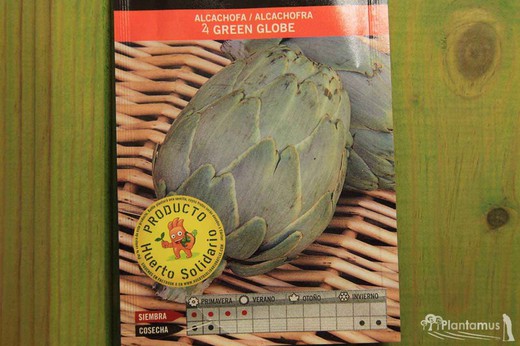 Semilla hortícola de alcachofa Green Globe