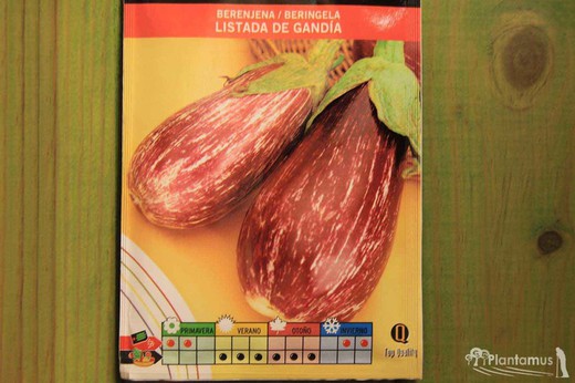 Semilla hortícola de berenjena listada de gandia, beringela, solanum melongena