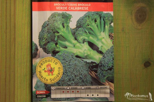 Semences horticoles de brocoli vert calabrese, brocoli couve, Brassica oleracea italica