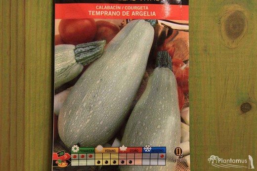 Semences horticoles de courgettes précoces algériennes, courgeta, cucurbita pepo