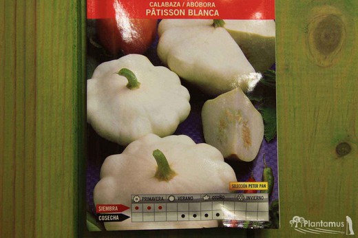 Semilla hortícola de calabaza patisson blanca peter pan, abobora, cucurbita