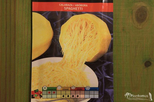 Semilla hortícola de calabaza spaghetti, abobora, cucurbita
