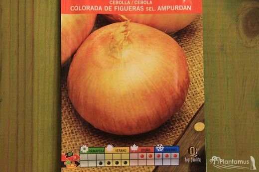 Semilla hortícola de cebolla colorada de figueras sel. ampurdan, cebola, allium cepa