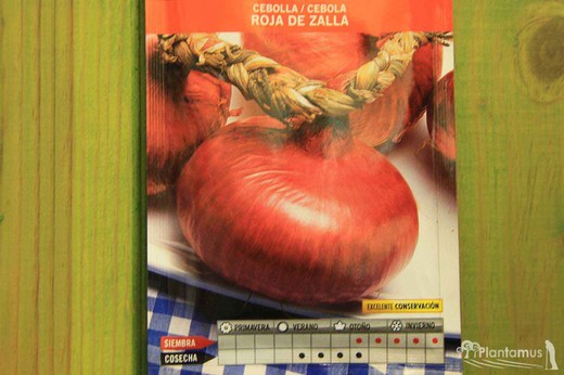 Semilla hortícola de cebolla roja de zalla, cebola roxa, allium cepa