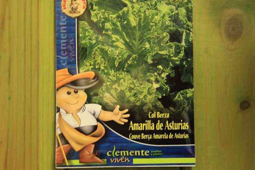 Semilla hortícola de col berza amarilla de Asturias