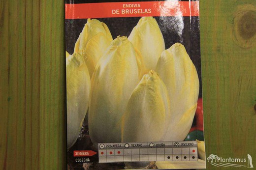 Semence horticole d'endive de Bruxelles, Cichorium intybus