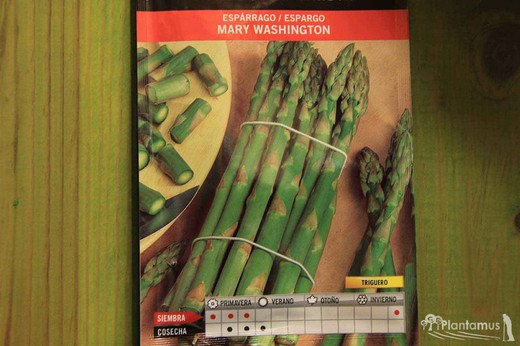 Semences horticoles d'asperges vertes sauvages Mary Washington, asperges