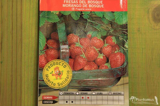 Semilla hortícola de fresas del bosque, morango