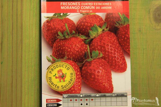 Semence horticole de fraises quatre saisons, commun morango do jardim