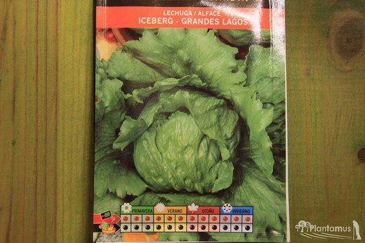 Semence horticole de laitue iceberg des Grands Lacs, alface
