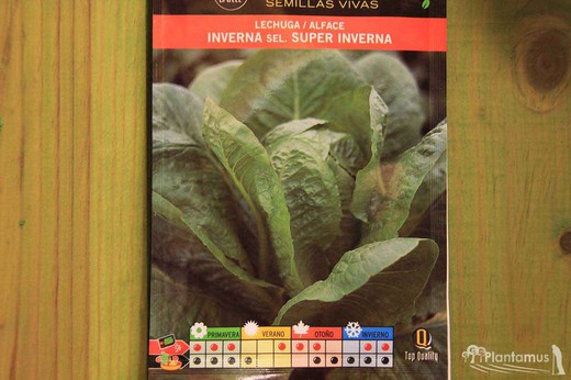 Semilla hortícola de lechuga inverna sel. super inverna, alface