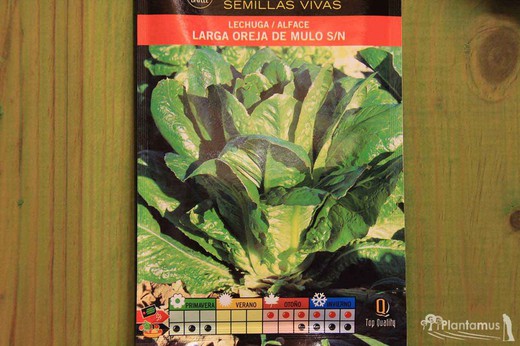 Semilla hortícola de lechuga larga oreja de mulo s/n, alface, lactuca sativa l.