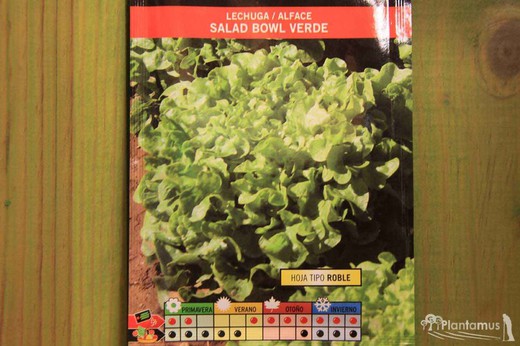 Saladier vert laitue semences horticoles