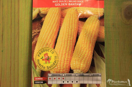 Semence de maïs sucré horticole Golden Bantam, Milho Doce, Zea Mays