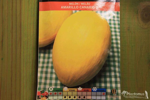 Semilla hortícola de melón amarillo canario , melao, cucumis melo