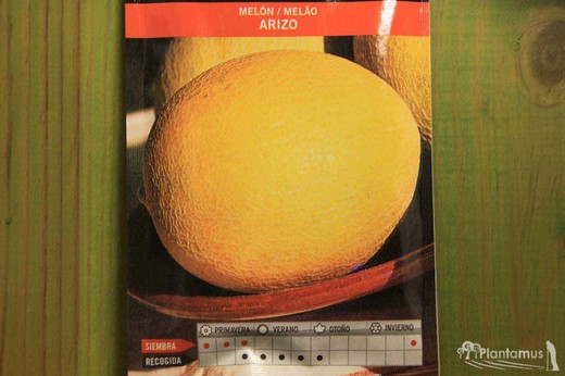 Semilla hortícola de melón arizo, melao, cucumis melo