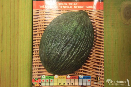 Semilla hortícola de melón valenciano tendral negro tardío, melao, cucumis melo