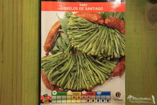 Semence horticole de navet navet Santiago, Brassica rapa l.
