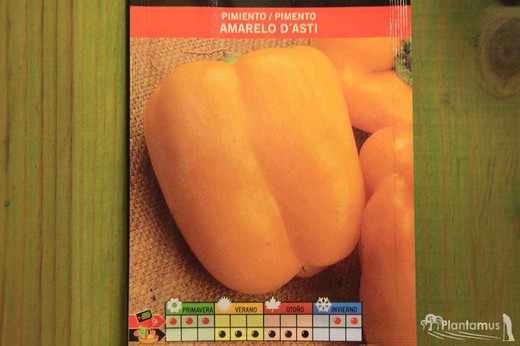 Semence horticole de poivron jaune d´asti, poivron jaune, capsicum annuum