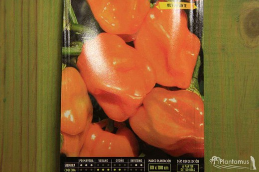 Sementes hortícolas de pimenta habanero laranja