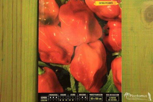 Sementes hortícolas de pimenta habanero vermelho caribean