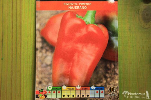 Semilla hortícola de pimiento rojo najerano, pimento vermelho, capsicum annuum