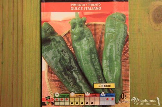 Sementes hortícolas de pimentão verde italiano para fritar