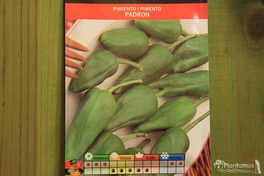 Semilla hortícola de pimiento verde padrón, pimento, capsicum annuum
