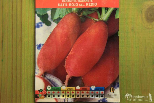 Semilla hortícola de rabanito datil rojo sel. redio, rabanete, raphanus sativus