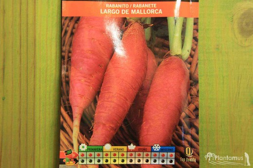 Semilla hortícola de rabanito largo de Mallorca, rabanete, raphanus sativus