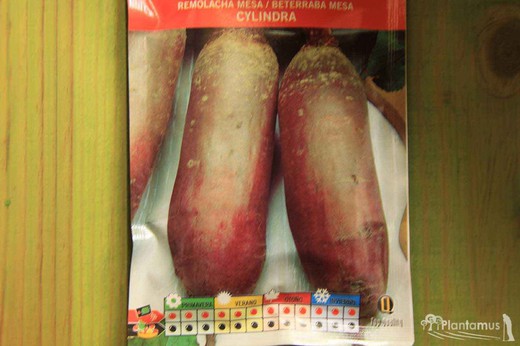 Semilla hortícola de remolacha de mesa cylindra, beterraba, beta vulgaris