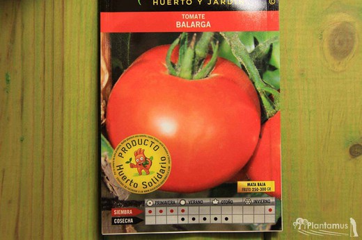 Semence horticole de tomate Balarga