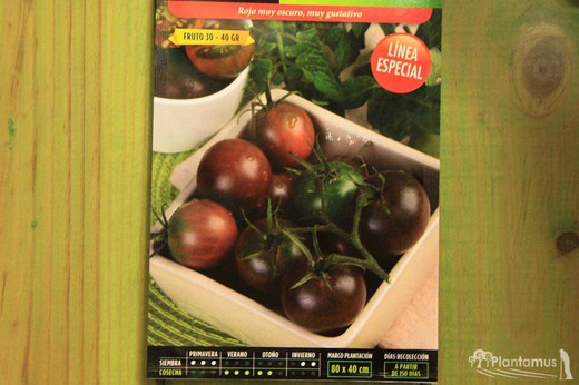 Semilla hortícola de tomate black cherry