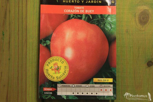 Semilla hortícola de tomate corazón de buey