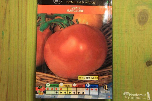 Semilla hortícola de tomate marglobe