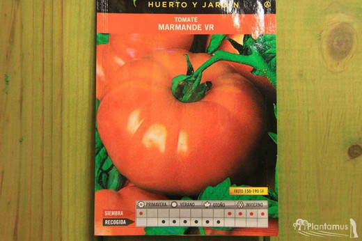Semence de tomate horticole Marmande VR type Holland, type RAF