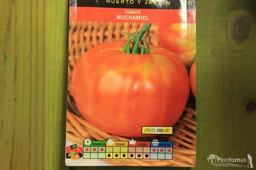 Semilla hortícola de tomate muchamiel, lycopersicon