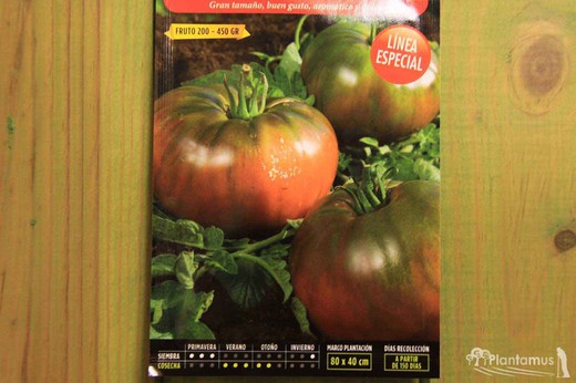 Semente de tomate hortícola noire de crime