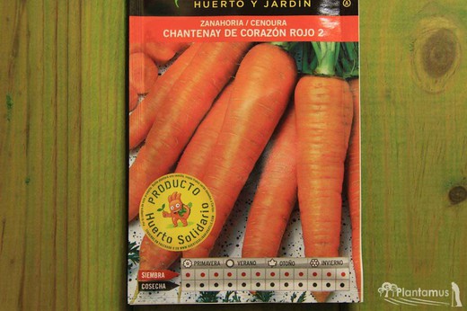 Semilla hortícola de zanahoria chantenay de corazón rojo 2, cenoura, daucus carota
