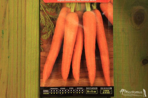 Semilla hortícola de zanahoria saint valery, cenoura, daucus carota