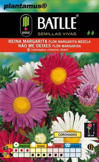 Semillas de reina margarita flor margarita mezcla, callistephus chinensis