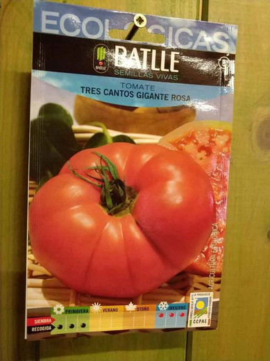 Graines écologiques de tomate trois chansons rose géant