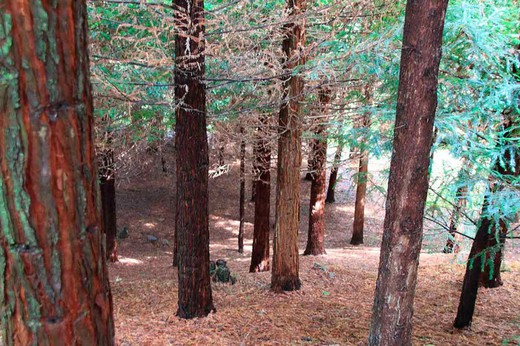Sequoia sempervirens, secoya de California, secuoya roja