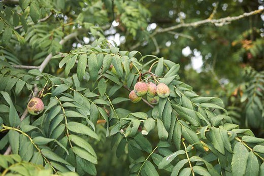 Serbal común - Sorbus domestica