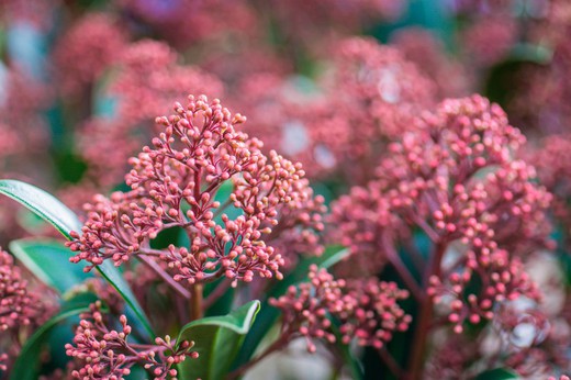 Skimmia japonica "Rubella"