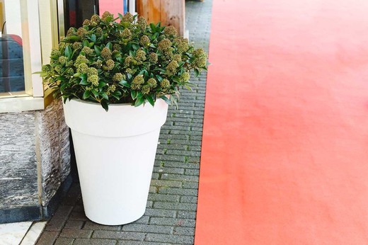 Skimmia japonica White Globe