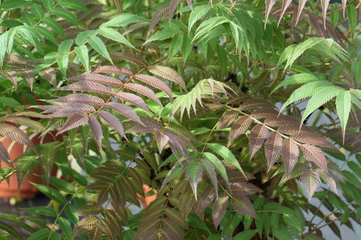 Sorbaria, falsa spiraea, Sorbaria sorbifolia Sem