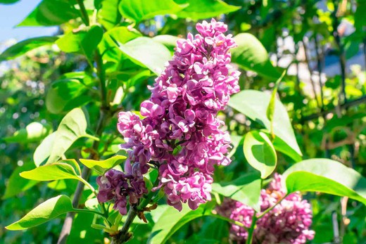 Syringa vulgaris "Charles joly"