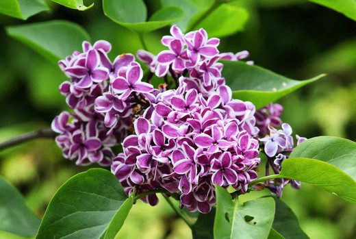 Syringa vulgaris "Sensation"